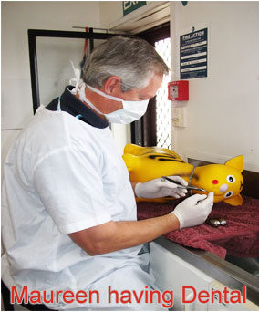 Henderson Valley Vet - Maureen having a dental